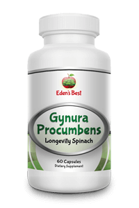 Gynura Procumbens (Longevity Spinach)